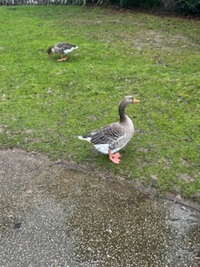 Deux oies marchant sur de l’herbe.