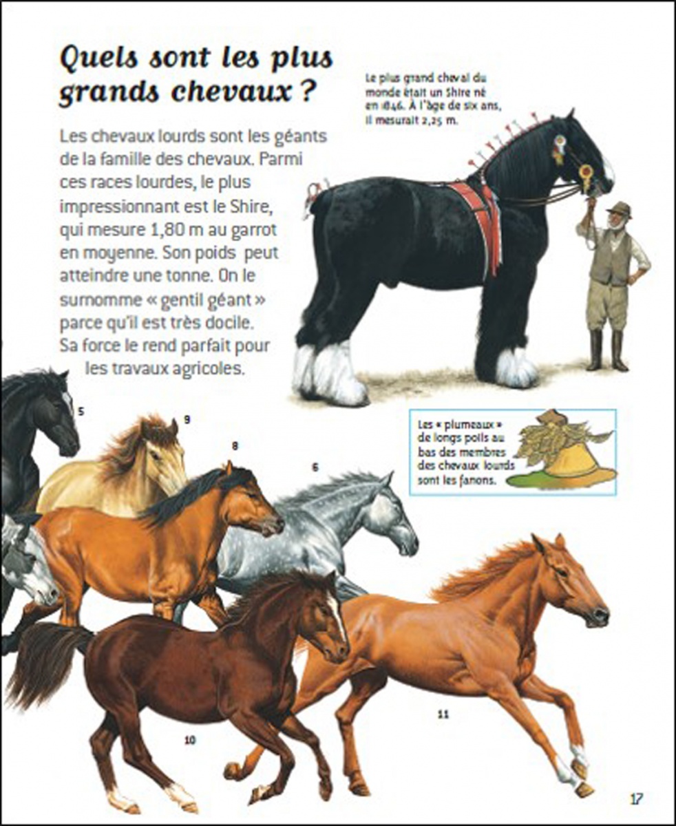 200 Questions/Réponses - Les chevaux - Direct Livres