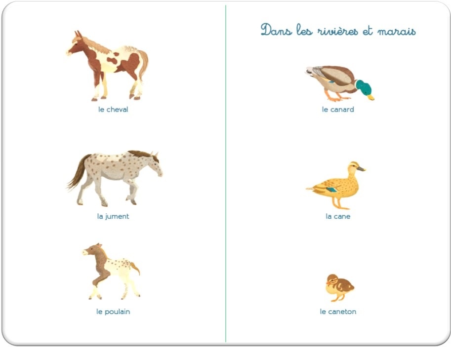 Tout-petit Montessori - Mon imagier des animaux - Dès 12 mois